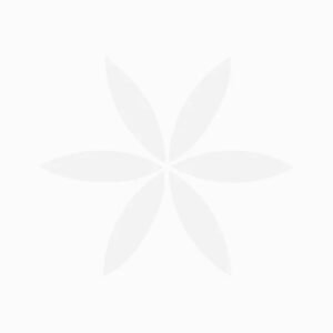 Duphalac Syrup - 200 ml